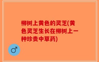 柳树上黄色的灵芝(黄色灵芝生长在柳树上一种珍贵中草药)