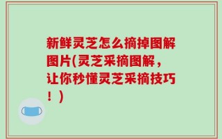 新鲜灵芝怎么摘掉图解图片(灵芝采摘图解，让你秒懂灵芝采摘技巧！)