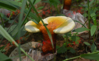 灵芝孢子粉可以冲水喝吗？