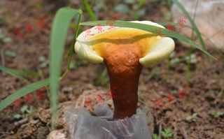 丹华牌灵芝孢子粉用法是怎么样的？