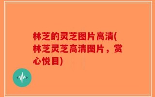 林芝的灵芝图片高清(林芝灵芝高清图片，赏心悦目)