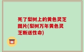 死了梨树上的黄色灵芝图片(梨树万年黄色灵芝断送性命)