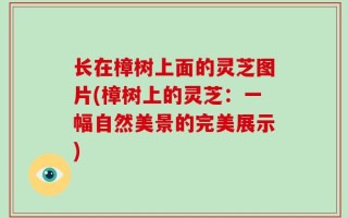 长在樟树上面的灵芝图片(樟树上的灵芝：一幅自然美景的完美展示)