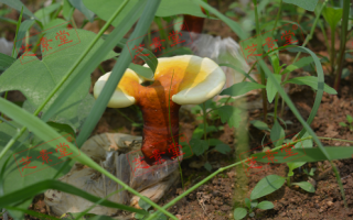 吃了灵芝孢子粉真的有用吗？