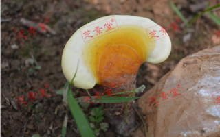 寿仙谷灵芝孢子粉官网卖的灵芝孢子粉效果好吗？