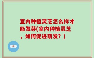 室内种植灵芝怎么样才能发芽(室内种植灵芝，如何促进萌发？)
