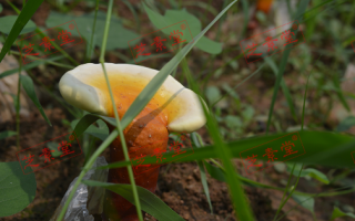 灵芝孢子粉该吃多少好呢？
