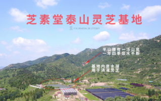 长白山和泰山的灵芝哪个好？