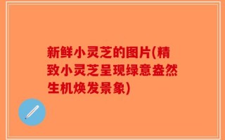新鲜小灵芝的图片(精致小灵芝呈现绿意盎然生机焕发景象)