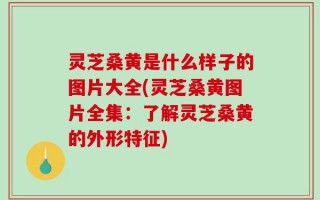 灵芝桑黄是什么样子的图片大全(灵芝桑黄图片全集：了解灵芝桑黄的外形特征)