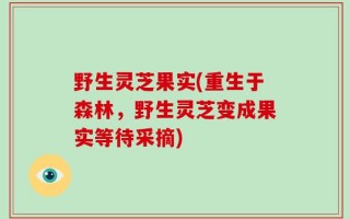 野生灵芝果实(重生于森林，野生灵芝变成果实等待采摘)