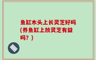 鱼缸木头上长灵芝好吗(养鱼缸上放灵芝有益吗？)