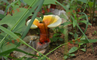 灵芝孢子粉一天吃几次一次吃多少量合适？