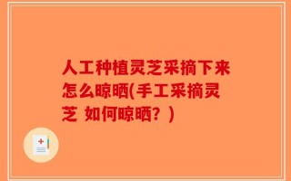人工种植灵芝采摘下来怎么晾晒(手工采摘灵芝 如何晾晒？)
