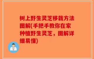 树上野生灵芝移栽方法图解(手把手教你在家种植野生灵芝，图解详细易懂)