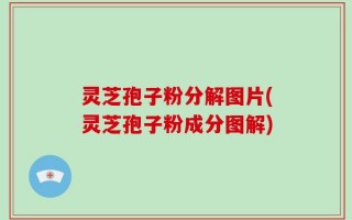 灵芝孢子粉分解图片(灵芝孢子粉成分图解)