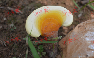 长白山的灵芝孢子粉到底怎么样呢？