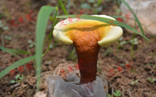 吃灵芝孢子粉会伤肝吗？