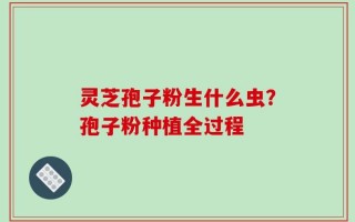 灵芝孢子粉生什么虫？孢子粉种植全过程