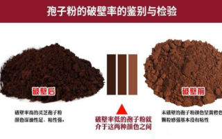 灵芝孢子粉破壁用碾压好吗？灵芝孢子粉碾压破壁方式优劣分析
