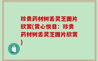 珍贵药材树舌灵芝图片欣赏(赏心悦目：珍贵药材树舌灵芝图片欣赏)
