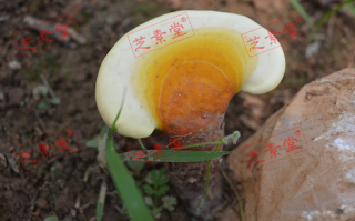 灵芝孢子粉胶囊和粉哪个好一点呢？