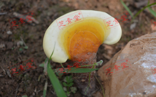 吃灵芝孢子粉后的反应是怎样的呢？