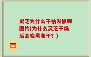 灵芝为什么干枯发黑呢图片(为什么灵芝干燥后会变黑变干？)