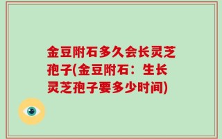 金豆附石多久会长灵芝孢子(金豆附石：生长灵芝孢子要多少时间)