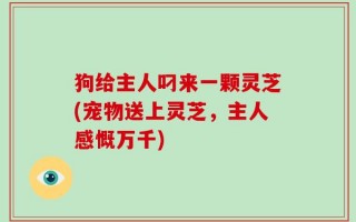 狗给主人叼来一颗灵芝(宠物送上灵芝，主人感慨万千)