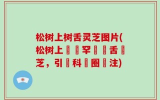 松树上树舌灵芝图片(松树上發現罕見樹舌靈芝，引發科學圈關注)