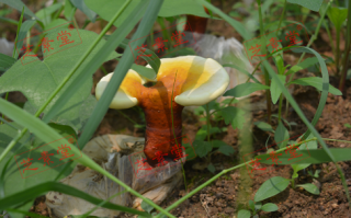 破壁灵芝孢子粉正常人能吃吗？
