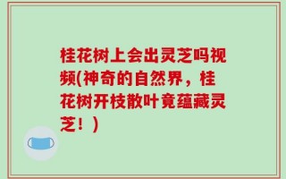 桂花树上会出灵芝吗视频(神奇的自然界，桂花树开枝散叶竟蕴藏灵芝！)