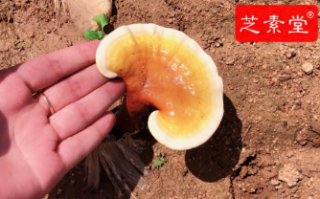 血脂血糖高吃什么好一些呢？