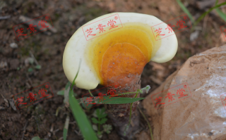 慢性支气管炎吃什么药好？
