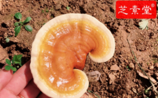 吃什么调理内分泌效果好呢？