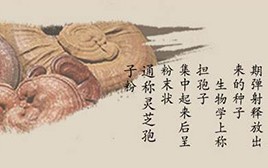 破壁灵芝孢子粉怎么吃才更有效果？听听医院专家怎么说