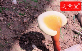 东北长白山灵芝孢子粉怎么样呢？