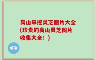 高山采挖灵芝图片大全(珍贵的高山灵芝图片收集大全！)