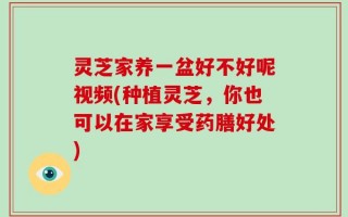 灵芝家养一盆好不好呢视频(种植灵芝，你也可以在家享受药膳好处)