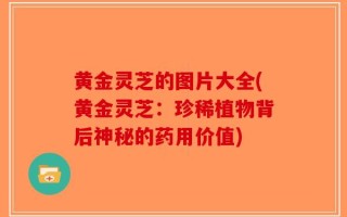黄金灵芝的图片大全(黄金灵芝：珍稀植物背后神秘的药用价值)