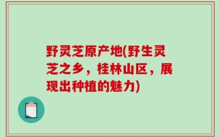 野灵芝原产地(野生灵芝之乡，桂林山区，展现出种植的魅力)
