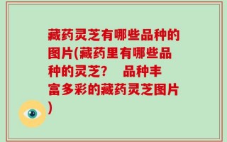 藏药灵芝有哪些品种的图片(藏药里有哪些品种的灵芝？  品种丰富多彩的藏药灵芝图片)