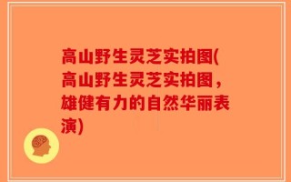 高山野生灵芝实拍图(高山野生灵芝实拍图，雄健有力的自然华丽表演)