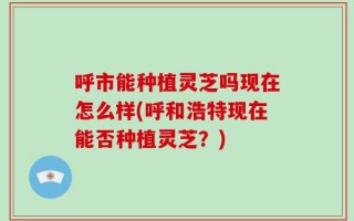 呼市能种植灵芝吗现在怎么样(呼和浩特现在能否种植灵芝？)
