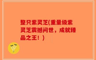 整只紫灵芝(重量级紫灵芝震撼问世，成就臻品之王！)