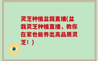 灵芝种植盆栽直播(盆栽灵芝种植直播，教你在家也能养出高品质灵芝！)