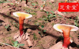 灵芝孢子粉每次吃多少比较好呢？