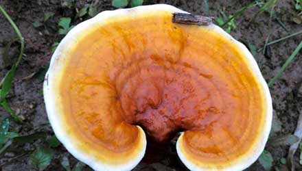 灵芝孢子粉作用有什么？