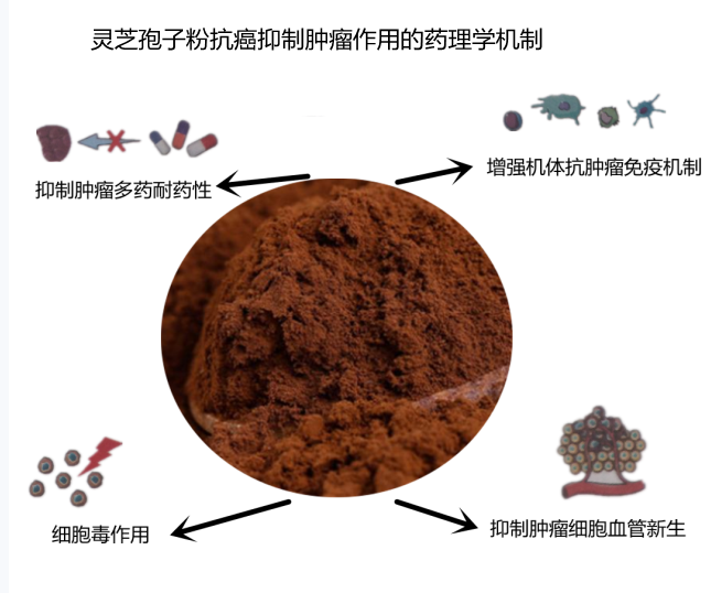 灵芝孢子粉可以抗癌抑制肿瘤吗，有什么药理作用-第1张图片-破壁灵芝孢子粉研究指南